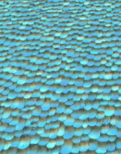 Tapete Vlies 10129-08 Federn 3D Tapete Blau -Tapetengeschäft Tapete Vlies 10129 08 Federn 3D blau 63205520 4